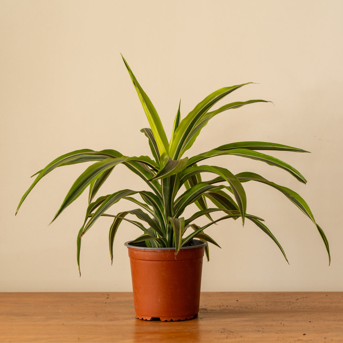 Dracaena Lemon Lime