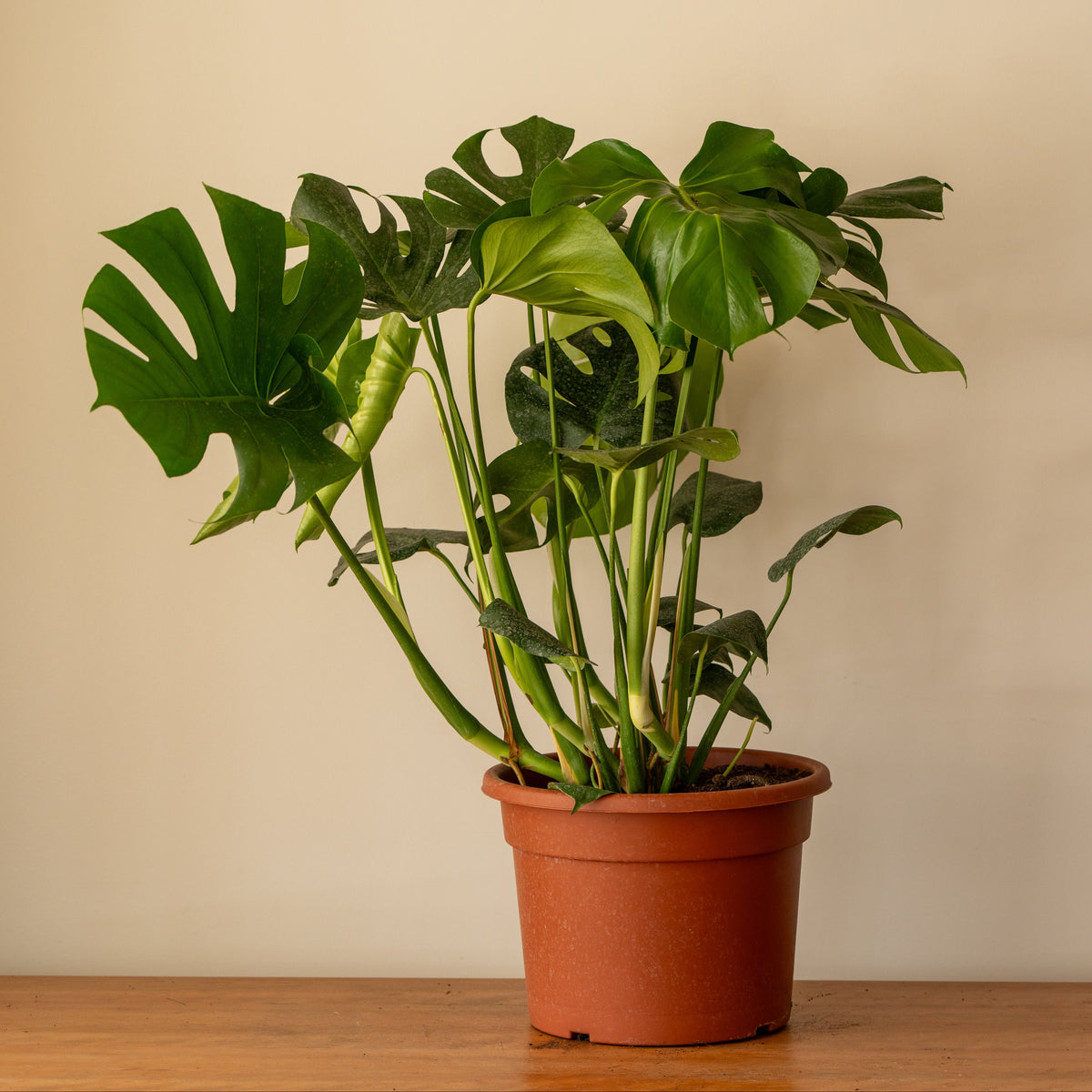 Monstera Deliciosa XL