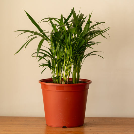 Palmera Areca Triple