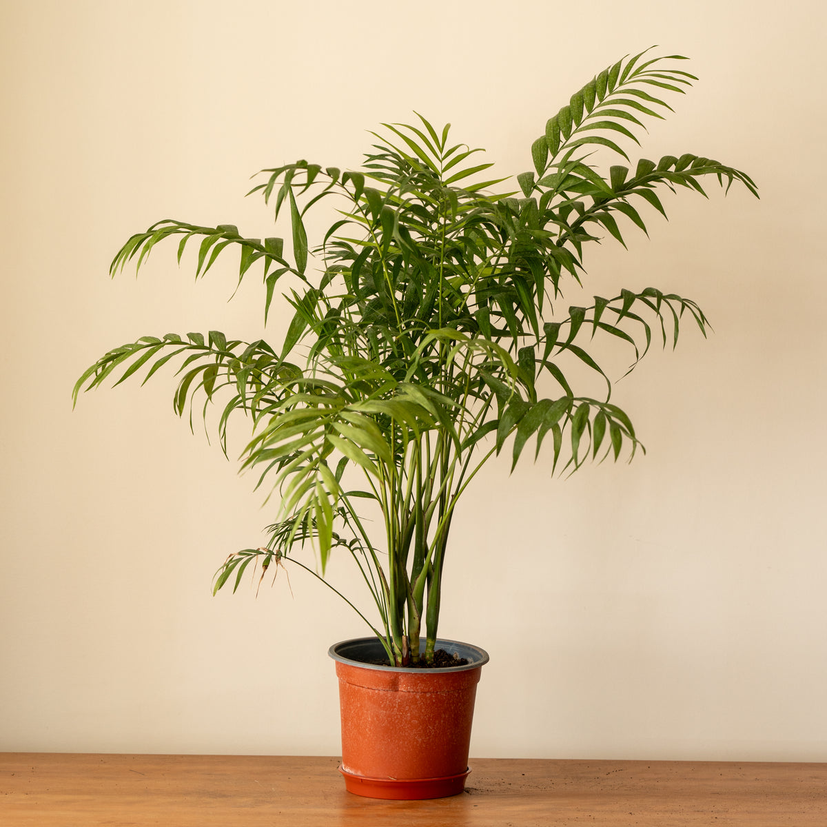 Palmera Chamadorea L