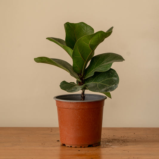 Ficus Lyrata S